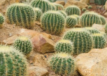 क्याक्टस