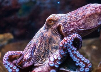 अक्टोपसहरु