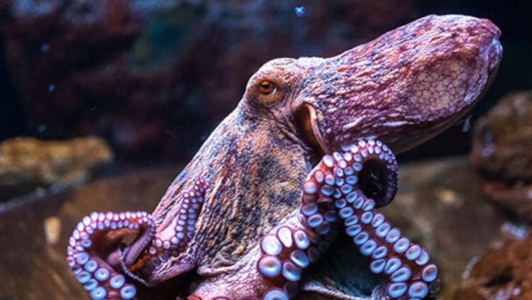 अक्टोपसहरु