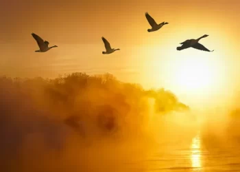 पन्छी घर फर्केन