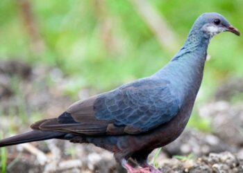 प्रेमको सीमा