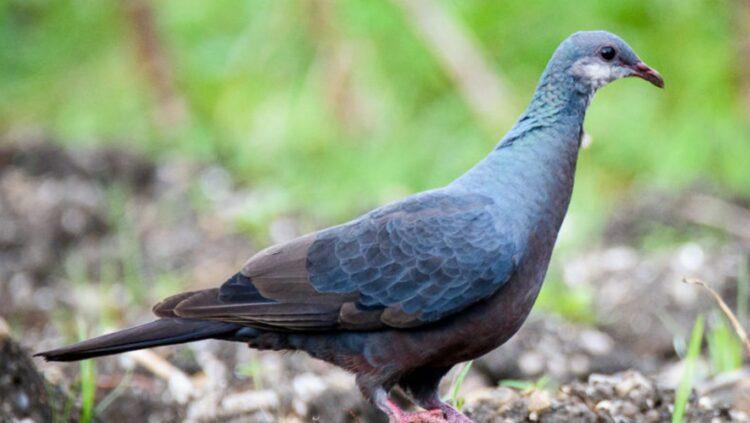 प्रेमको सीमा