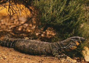 छेपारोको कथा