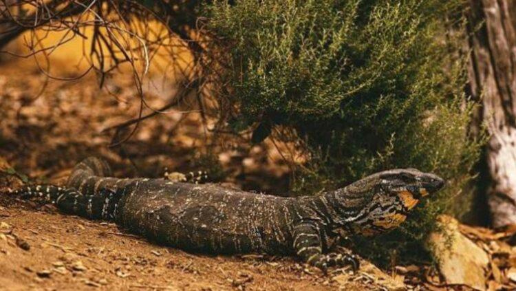 छेपारोको कथा