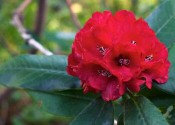 गुराँसको फूल