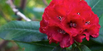 गुराँसको फूल